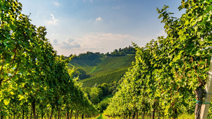 Understanding Terroir and Its Affect on Wine