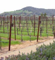Sonoma Wine