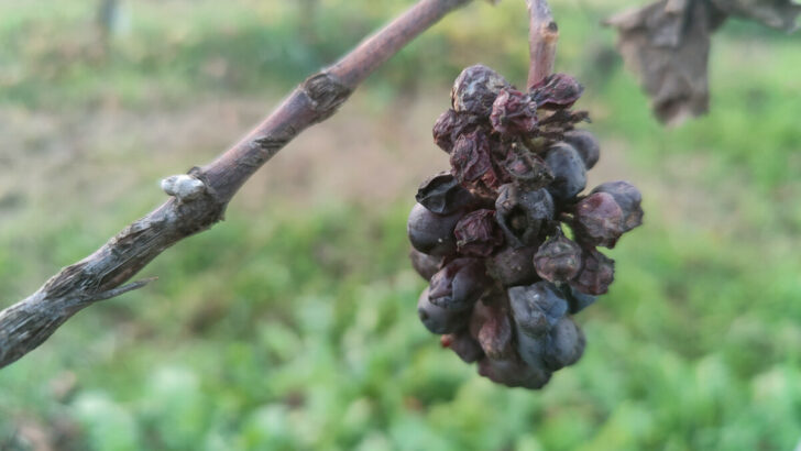 What Is Botrytis Cinerea? Noble Rot Explained 