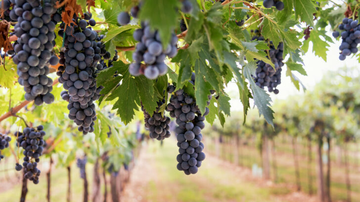 Bunches of ripe black grapes