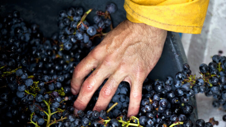 Hand and grapes