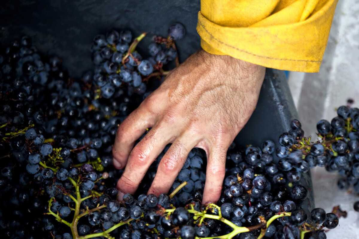 Hand And Grapes 