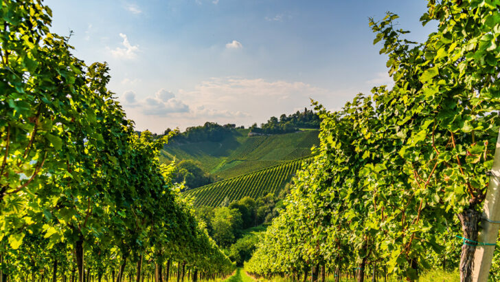 Hills Of vines on Vineyard
