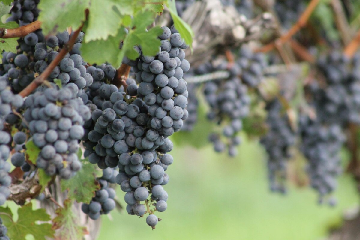 Ravine Vineyard Estate Winery
