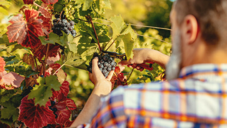 What Is Vendemmia? Wine Harvest Explained 